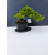 Żywe Drzewko Bonsai Jałowiec Rozesłany Procumbens 11-letni +GRATIS 453
