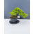 Żywe Drzewko Bonsai Jałowiec Rozesłany Procumbens 11-letni +GRATIS 453