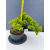 Żywe Drzewko Bonsai Jałowiec Rozesłany Procumbens 11-letni +GRATIS 453