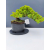 Żywe Drzewko Bonsai Jałowiec Rozesłany Procumbens 11-letni +GRATIS 453