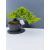 Żywe Drzewko Bonsai Jałowiec Rozesłany Procumbens 11-letni +GRATIS 453