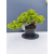 Żywe Drzewko Bonsai Jałowiec Rozesłany Procumbens 11-letni +GRATIS 453