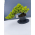 Żywe Drzewko Bonsai Jałowiec Rozesłany Procumbens 11-letni +GRATIS 453