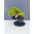 Żywe Drzewko Bonsai Jałowiec Rozesłany Procumbens 11-letni +GRATIS 453