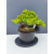 Żywe Drzewko Bonsai Jałowiec Rozesłany Procumbens 11-letni +GRATIS 453