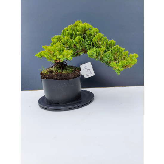 Żywe Drzewko Bonsai Jałowiec Rozesłany Procumbens 11-letni +GRATIS 453
