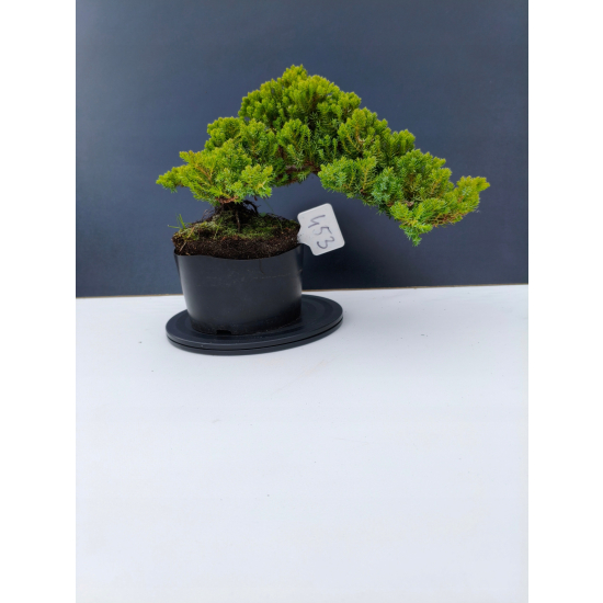 Żywe Drzewko Bonsai Jałowiec Rozesłany Procumbens 11-letni +GRATIS 453