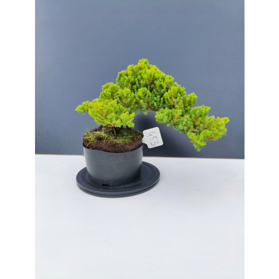 Żywe Drzewko Bonsai Jałowiec Rozesłany Procumbens 11-letni +GRATIS 453