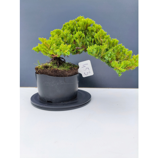 Żywe Drzewko Bonsai Jałowiec Rozesłany Procumbens 11-letni +GRATIS 453