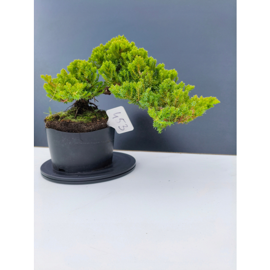Żywe Drzewko Bonsai Jałowiec Rozesłany Procumbens 11-letni +GRATIS 453
