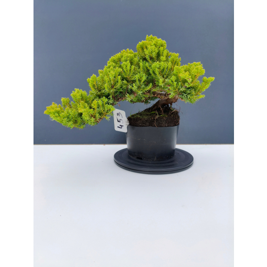 Żywe Drzewko Bonsai Jałowiec Rozesłany Procumbens 11-letni +GRATIS 453