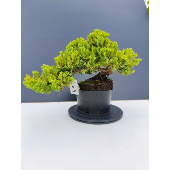 Żywe Drzewko Bonsai Jałowiec Rozesłany Procumbens 11-letni +GRATIS 453