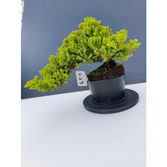 Żywe Drzewko Bonsai Jałowiec Rozesłany Procumbens 11-letni +GRATIS 453