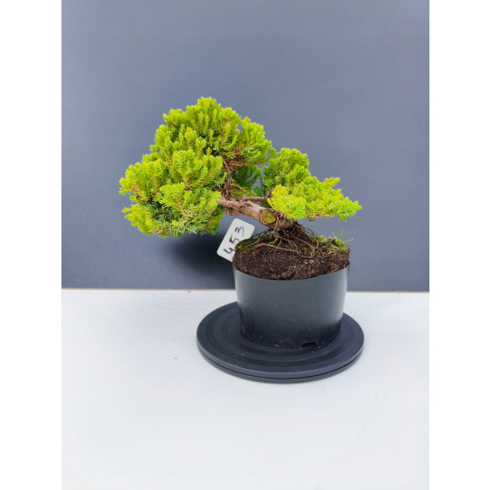 Żywe Drzewko Bonsai Jałowiec Rozesłany Procumbens 11-letni +GRATIS 453