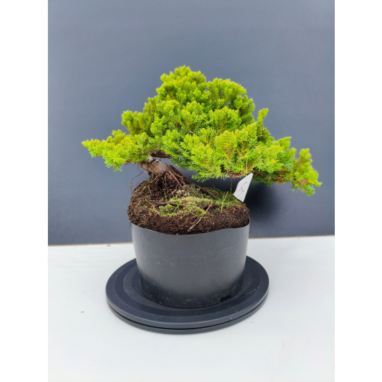 Żywe Drzewko Bonsai Jałowiec Rozesłany Procumbens 11-letni +GRATIS 453