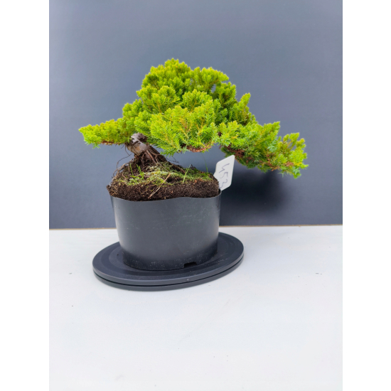 Żywe Drzewko Bonsai Jałowiec Rozesłany Procumbens 11-letni +GRATIS 453