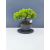 Żywe Drzewko Bonsai Jałowiec Rozesłany Procumbens 11-letni +GRATIS 417