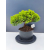 Żywe Drzewko Bonsai Jałowiec Rozesłany Procumbens 11-letni +GRATIS 417