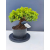 Żywe Drzewko Bonsai Jałowiec Rozesłany Procumbens 11-letni +GRATIS 417