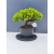 Żywe Drzewko Bonsai Jałowiec Rozesłany Procumbens 11-letni +GRATIS 417