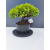 Żywe Drzewko Bonsai Jałowiec Rozesłany Procumbens 11-letni +GRATIS 417