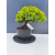 Żywe Drzewko Bonsai Jałowiec Rozesłany Procumbens 11-letni +GRATIS 417
