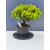 Żywe Drzewko Bonsai Jałowiec Rozesłany Procumbens 11-letni +GRATIS 417