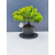 Żywe Drzewko Bonsai Jałowiec Rozesłany Procumbens 11-letni +GRATIS 417