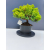 Żywe Drzewko Bonsai Jałowiec Rozesłany Procumbens 11-letni +GRATIS 417