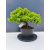 Żywe Drzewko Bonsai Jałowiec Rozesłany Procumbens 11-letni +GRATIS 417
