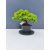Żywe Drzewko Bonsai Jałowiec Rozesłany Procumbens 11-letni +GRATIS 417