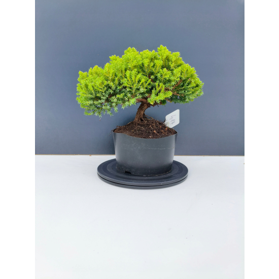 Żywe Drzewko Bonsai Jałowiec Rozesłany Procumbens 11-letni +GRATIS 417