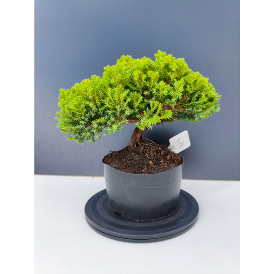 Żywe Drzewko Bonsai Jałowiec Rozesłany Procumbens 11-letni +GRATIS 417
