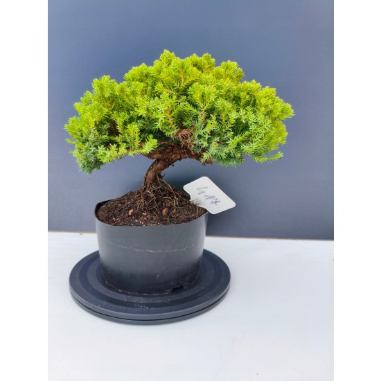 Żywe Drzewko Bonsai Jałowiec Rozesłany Procumbens 11-letni +GRATIS 417