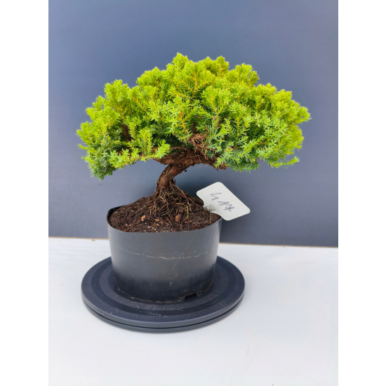 Żywe Drzewko Bonsai Jałowiec Rozesłany Procumbens 11-letni +GRATIS 417