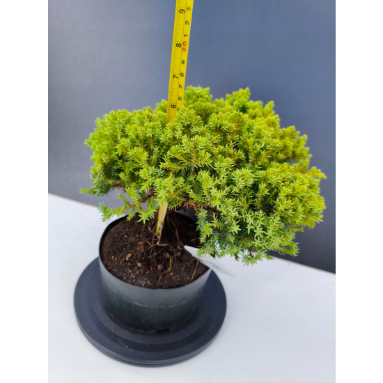 Żywe Drzewko Bonsai Jałowiec Rozesłany Procumbens 11-letni +GRATIS 417