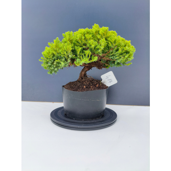 Żywe Drzewko Bonsai Jałowiec Rozesłany Procumbens 11-letni +GRATIS 417