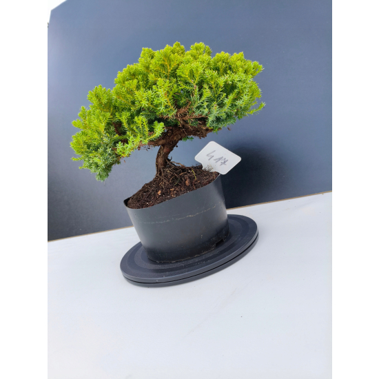 Żywe Drzewko Bonsai Jałowiec Rozesłany Procumbens 11-letni +GRATIS 417