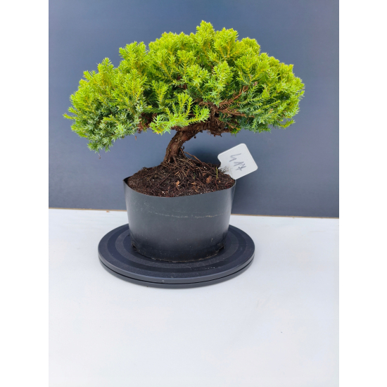 Żywe Drzewko Bonsai Jałowiec Rozesłany Procumbens 11-letni +GRATIS 417
