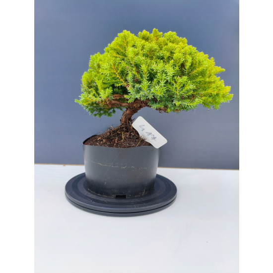 Żywe Drzewko Bonsai Jałowiec Rozesłany Procumbens 11-letni +GRATIS 417