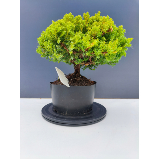 Żywe Drzewko Bonsai Jałowiec Rozesłany Procumbens 11-letni +GRATIS 417