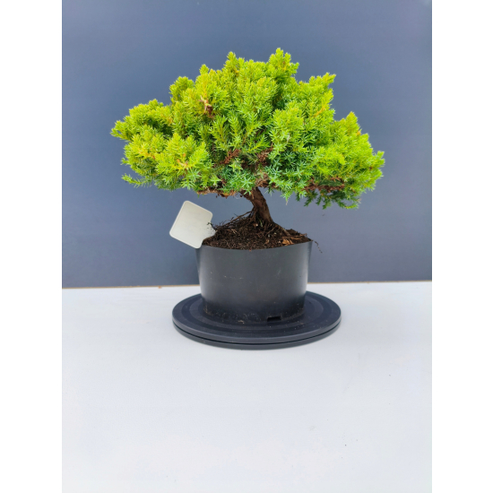Żywe Drzewko Bonsai Jałowiec Rozesłany Procumbens 11-letni +GRATIS 417