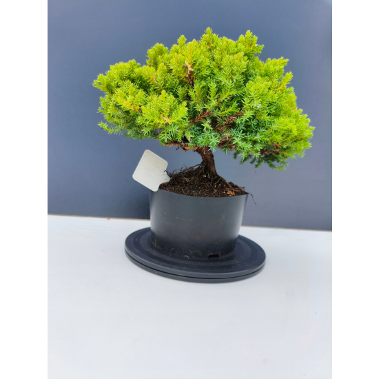 Żywe Drzewko Bonsai Jałowiec Rozesłany Procumbens 11-letni +GRATIS 417