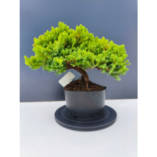 Żywe Drzewko Bonsai Jałowiec Rozesłany Procumbens 11-letni +GRATIS 417