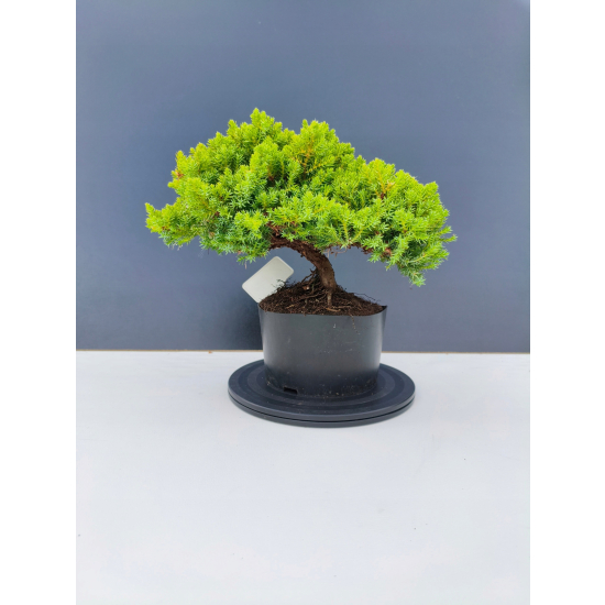 Żywe Drzewko Bonsai Jałowiec Rozesłany Procumbens 11-letni +GRATIS 417