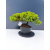 Żywe Drzewko Bonsai Jałowiec Rozesłany Procumbens 11-letni +GRATIS 466