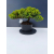 Żywe Drzewko Bonsai Jałowiec Rozesłany Procumbens 11-letni +GRATIS 466