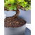 Żywe Drzewko Bonsai Jałowiec Rozesłany Procumbens 11-letni +GRATIS 466