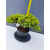 Żywe Drzewko Bonsai Jałowiec Rozesłany Procumbens 11-letni +GRATIS 466