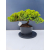 Żywe Drzewko Bonsai Jałowiec Rozesłany Procumbens 11-letni +GRATIS 466